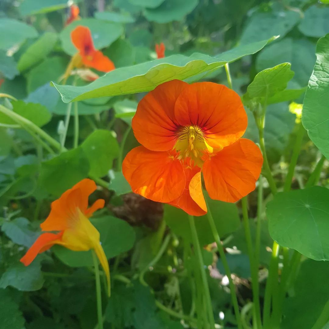 Capucine au jardin...

#abeilles🐝 #abeilles #abeillesnoires #abeillesnormandes #bees #bees🐝 #honey #mieldabeille #apiculture #apicultures #apiculturefrance #apiculturebio #apiculturedurable #apiculteur #apicultrice #apicultrices #apiculteurs #apiculteursnormands #apiculteurspassionnés #sauvonslesabeilles #produitbio #produitbiologique #produitnormand #produitduterroir #produitlocaux #produitlocal