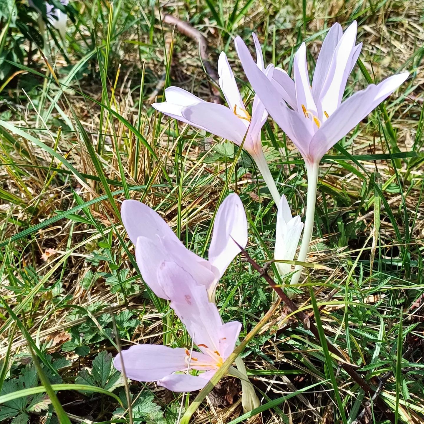 Colchiques dans le jardin...c'est la fin de l'été...